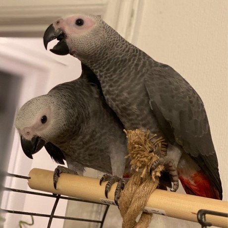 adorable-young-congo-african-grey-parrots-big-0