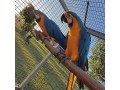 tame-blue-and-macaw-parrots-with-rings-small-2