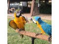 tame-blue-and-macaw-parrots-with-rings-small-1
