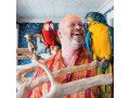 tame-blue-and-macaw-parrots-with-rings-small-0
