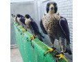 falcon-birds-for-sale-small-0