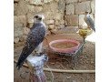 falcon-birds-for-sale-small-2