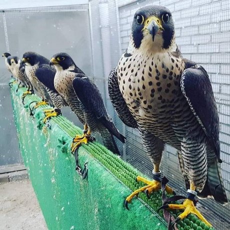 falcon-birds-for-sale-big-0