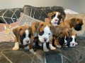 5-generation-boxer-pups-for-sale-only-2-bobtailed-small-0