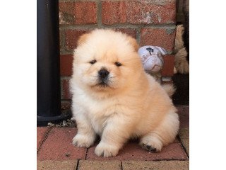 Loving Chow Chow puppies for sale