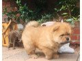 beautiful-chow-chow-puppies-for-sale-small-1