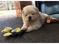 beautiful-chow-chow-puppies-for-sale-small-0