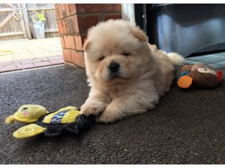 Beautiful Chow  Chow puppies for sale