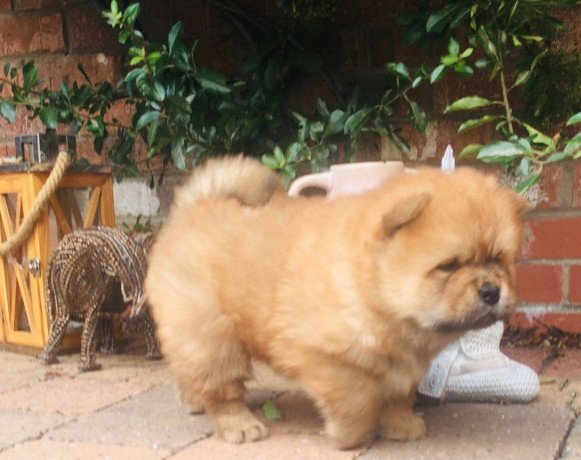 beautiful-chow-chow-puppies-for-sale-big-1