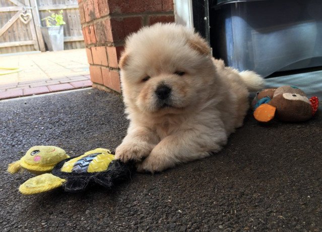 beautiful-chow-chow-puppies-for-sale-big-0
