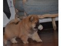 kc-reg-chow-chow-puppies-for-loving-family-small-2