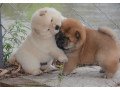 kc-reg-chow-chow-puppies-for-loving-family-small-0