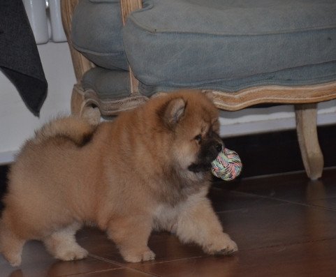 kc-reg-chow-chow-puppies-for-loving-family-big-2