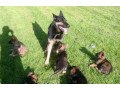 loving-german-shepherd-puppies-for-sale-small-1