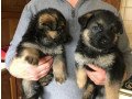 loving-german-shepherd-puppies-for-sale-small-0