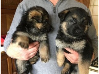 Loving German Shepherd puppies for sale