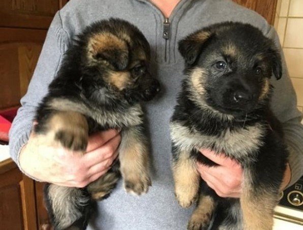 loving-german-shepherd-puppies-for-sale-big-0