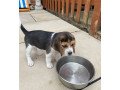amazing-beagle-puppies-ready-small-1