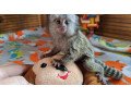 cute-babies-pygmy-marmoset-small-0