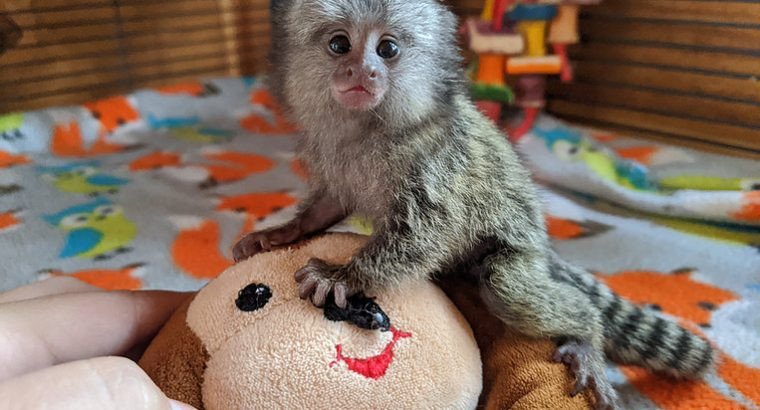 cute-babies-pygmy-marmoset-big-0