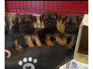 Adorable Border Terrier Puppies (kc Reg)