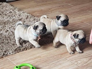 Kc Registered Pde Clear Pug Puppies