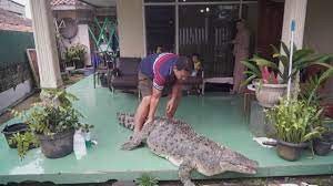 male-and-female-crocodlies-for-sale-and-for-good-home-big-0