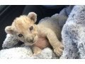 baby-lioness-for-sale-small-0