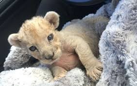 baby-lioness-for-sale-big-0