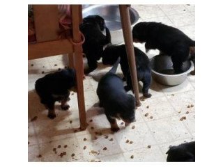 Very Healthy bloodlines and socialize Rottweiler puppies for sale