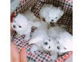 4-maltese-puppies-for-adoption-small-0
