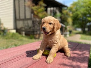 Golden Retriever  puppies for sale