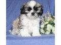 shih-tzu-puppies-for-sale-small-0