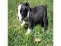 lovable-boston-terrier-puppies-available-small-0