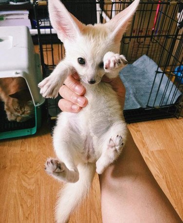fennec-fox-available-for-sale-big-0
