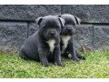 blue-staffy-puppies-staffordshire-bullterrier-small-0