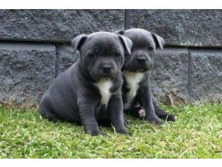 Blue Staffy Puppies Staffordshire Bullterrier