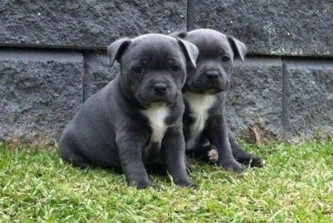 blue-staffy-puppies-staffordshire-bullterrier-big-0