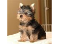 yorkshire-puppies-for-re-homing-small-1