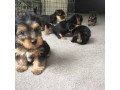 yorkshire-puppies-for-re-homing-small-0