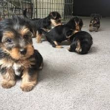 yorkshire-puppies-for-re-homing-big-0