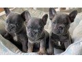 4-english-bulldog-puppies-for-adoption-small-0