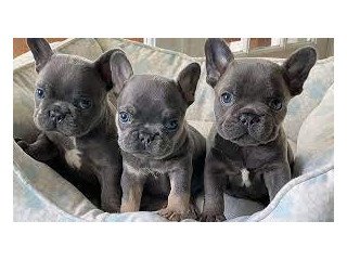 4 English bulldog Puppies for Adoption