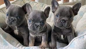 4-french-bulldog-puppies-for-adoption-big-0