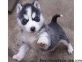 gorgeous-siberian-husky-puppies-small-1