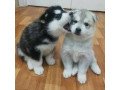 gorgeous-siberian-husky-puppies-small-0
