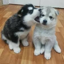 gorgeous-siberian-husky-puppies-big-0