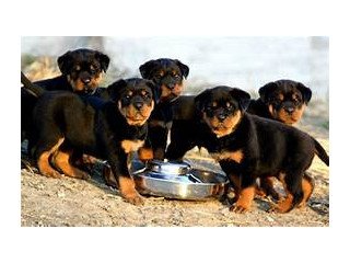 Very Healthy bloodlines and socialize Rottweiler puppies for sale