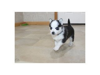 Friendly Pomsky puppies for new homes