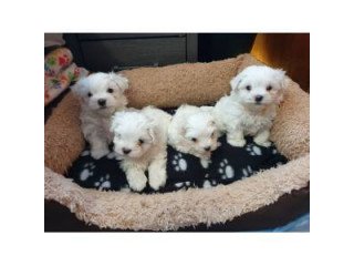 Cute little Jasmine Maltese puppies with siblings for sale